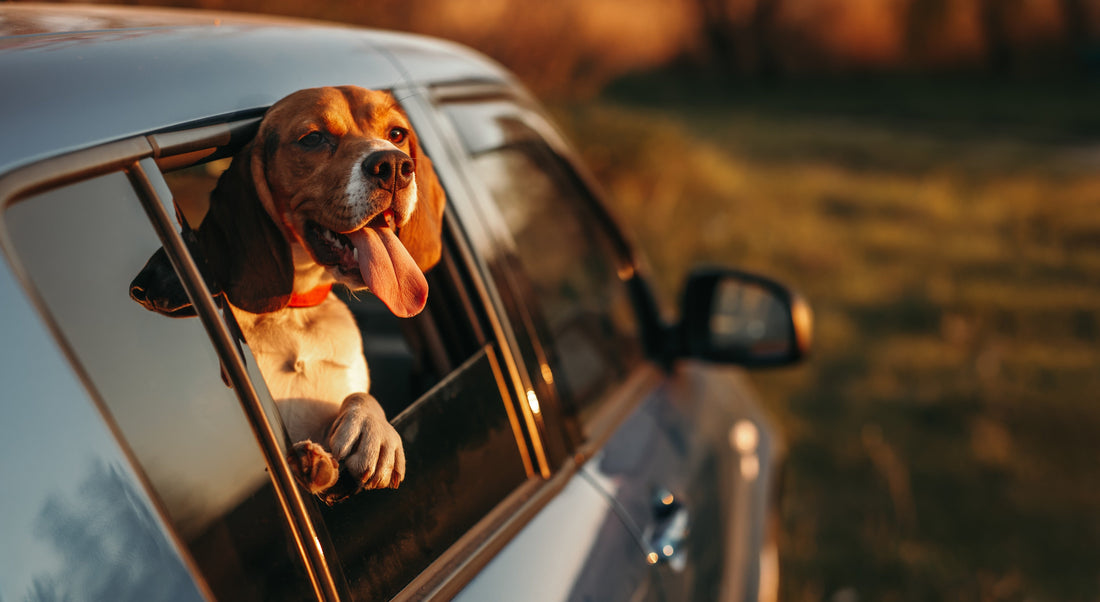 10 Essential Dog Safety Tips for Every Road Trip