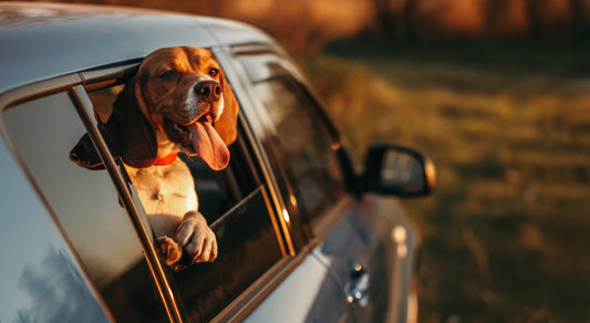 10 Essential Dog Safety Tips for Every Road Trip