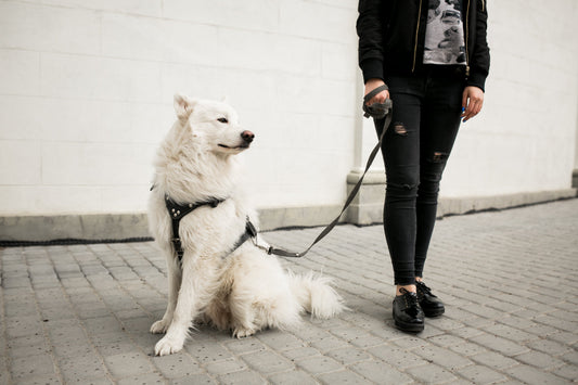 How to Choose the Best Dog Harness for Safety and Comfort