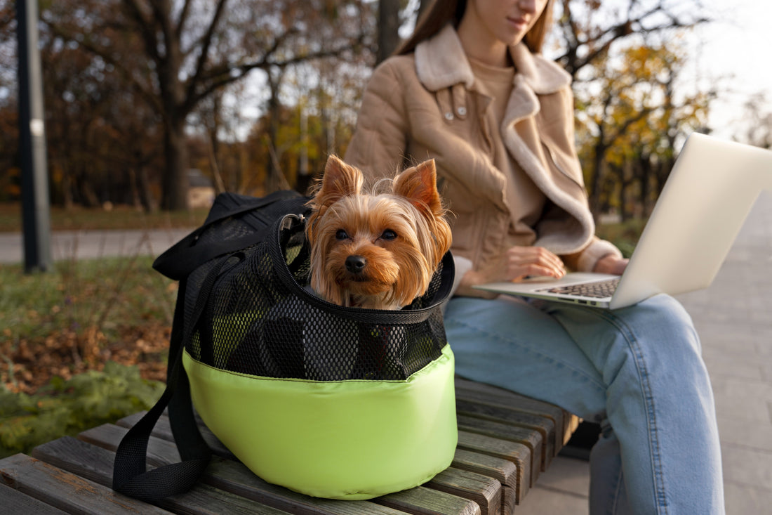 Must Have Travel Essentials for Safe Adventures with Your Dog