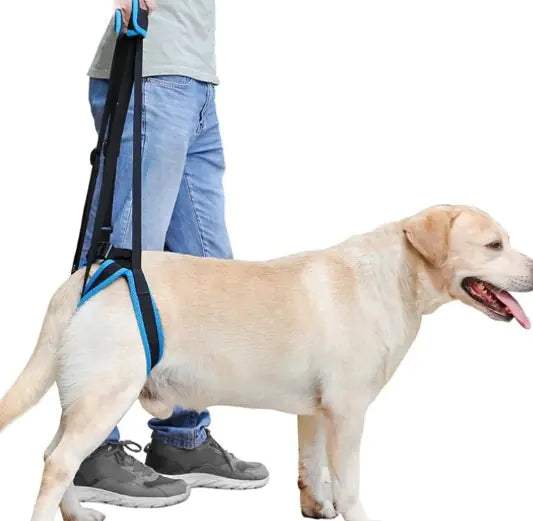 Pet Safety