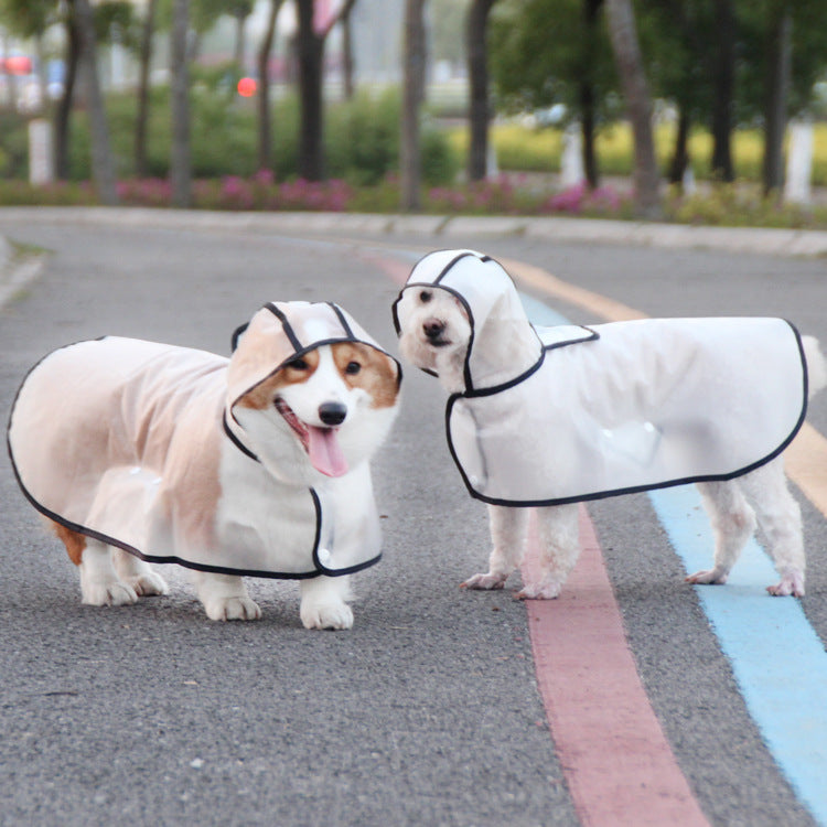 Small dog wearing transparent TPU raincoat outdoors in rainy weather