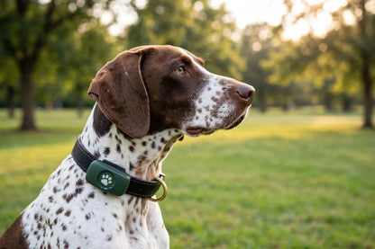 PitPat GPS Dog Tracker